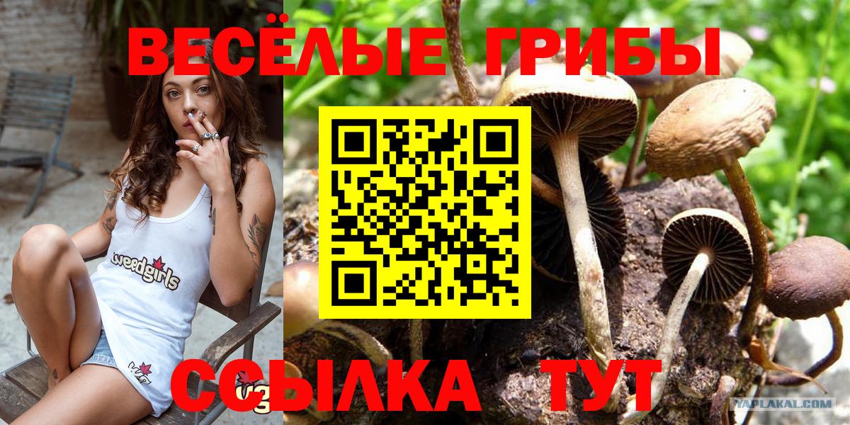 Советск  Галлюциногенные грибы мицелий  Псилоцибиновые грибы MAGIC MUSHROOMS  Вход с VPN 